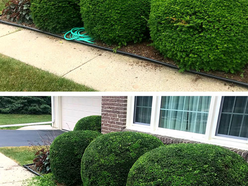 hedge trimming service
